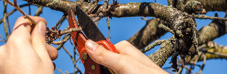 Garden pruning - all 14 sizes