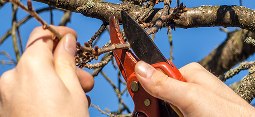 Garden pruning - all 14 sizes