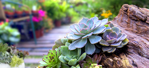 Waterwise gardening