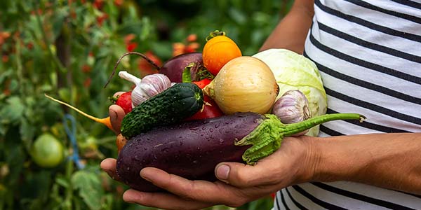 Setting up a family vegetable garden
